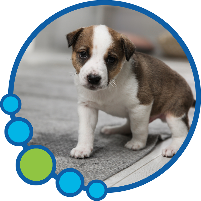 Pet Urine Odor Removal Cleaning Near You