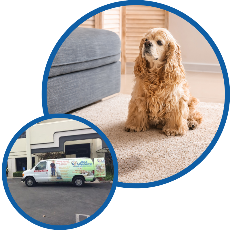 Professional Pet Urine Odor Removal